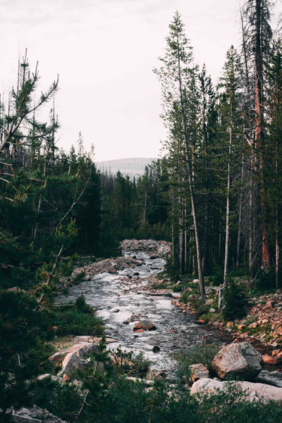 Bild zeigt Wald mit Fluss Landschaft. 